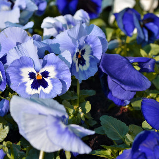 Viola Inspire Plus Marina Seeds