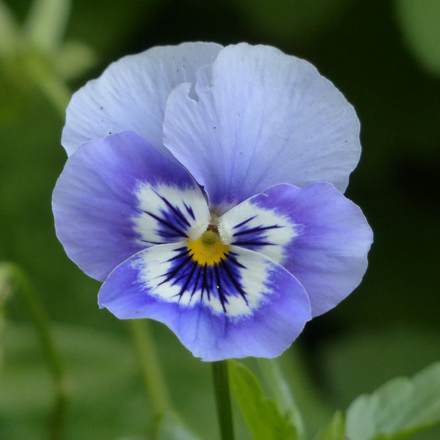 Blue Marina Pansy