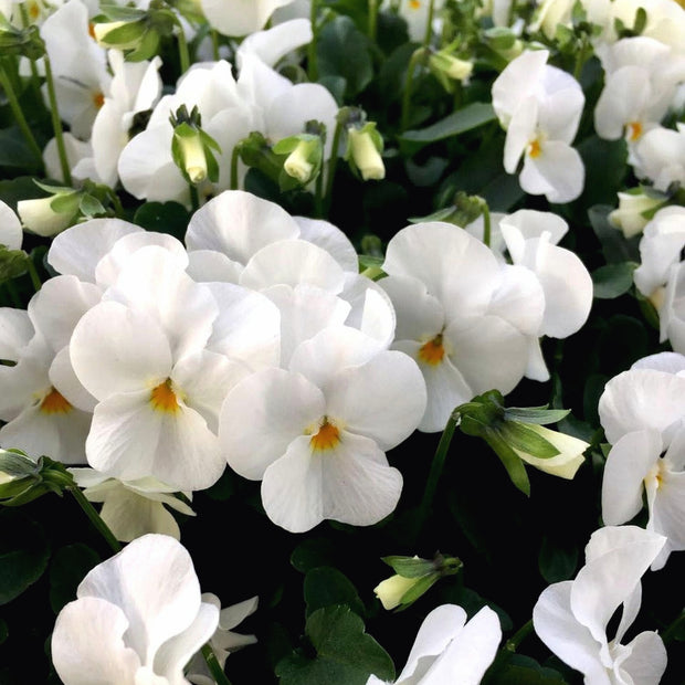 Viola Wittrockiana Inspire Plus White Seeds