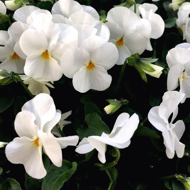 White Pansy Seeds