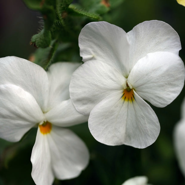 Viola Wittrockiana White Seeds