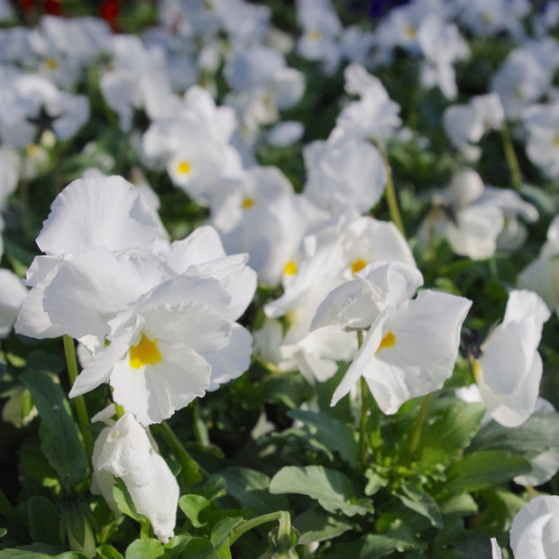 Viola Inspire Plus White Seeds