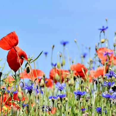 Organic Flowers: Meadow Mix