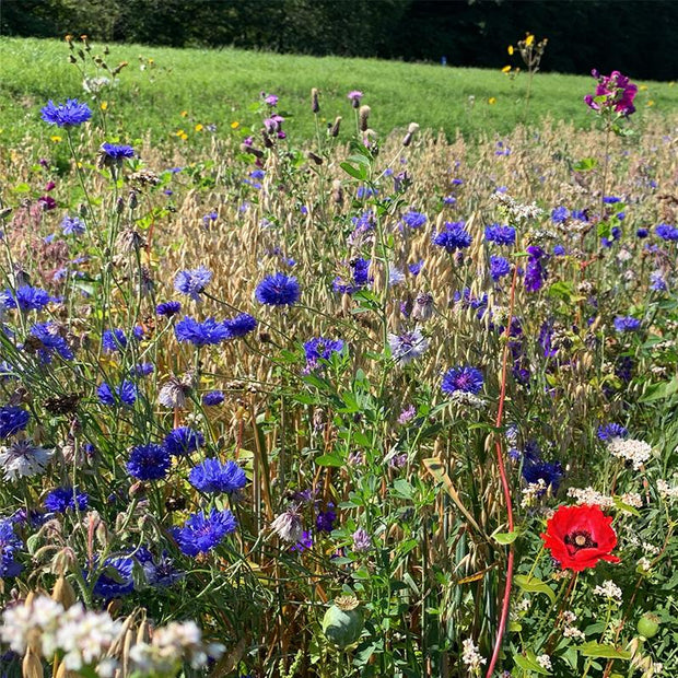 Wildflower Meadow Seeds