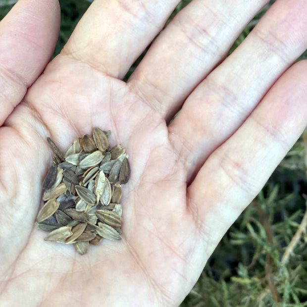 Zinnia Seed - Elegans cresto red