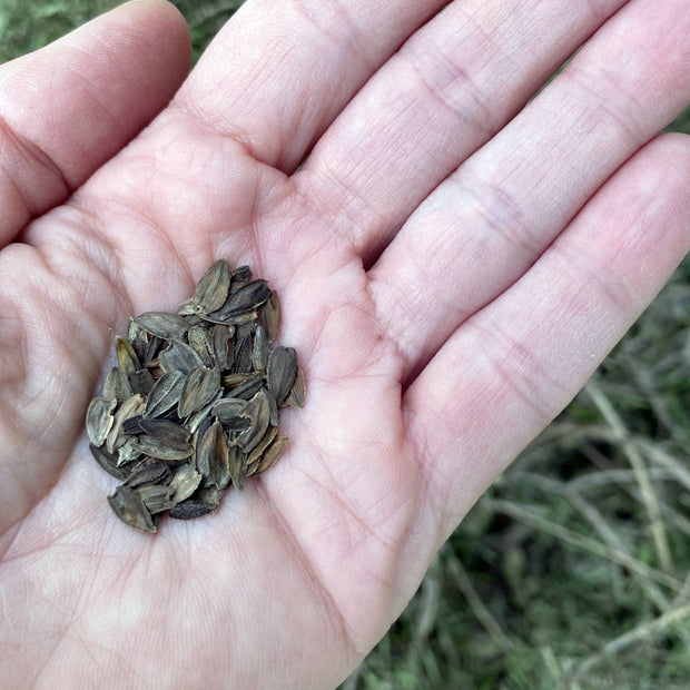 Zinnia Flower Seeds Size