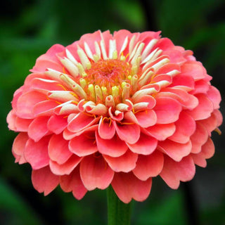 Zinnia Giant Benary