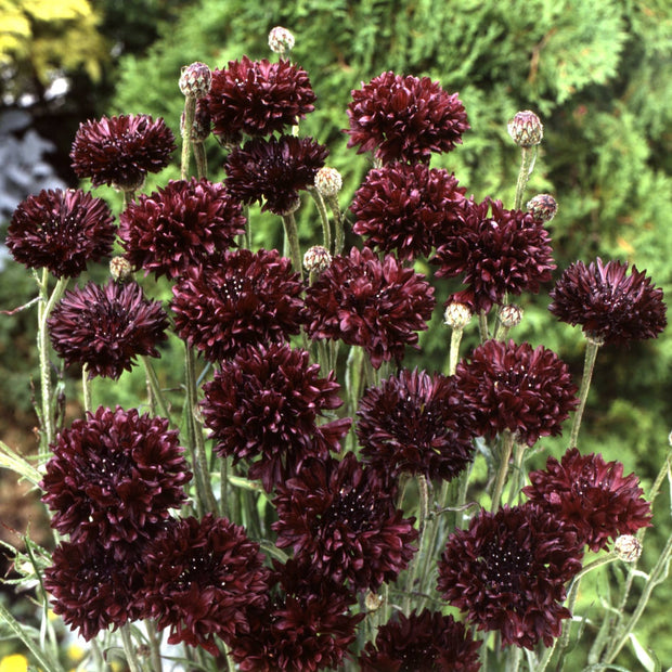 Black cornflower seeds