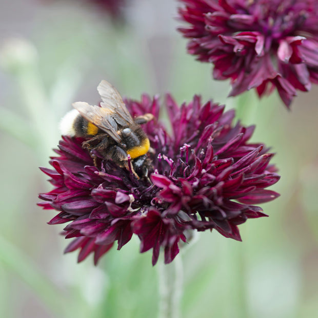 Black Cornflower Seeds