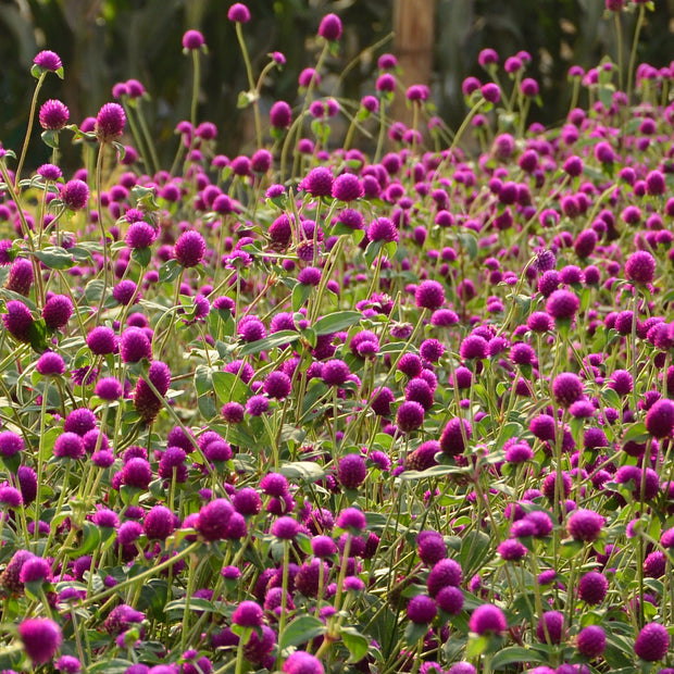 Gomphrena Purple Seeds