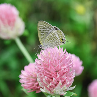 Globe Amaranth Salmon Pastel Seeds