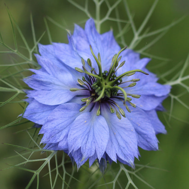 Nigella Skyblue Seed