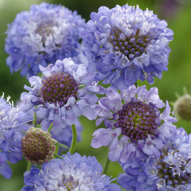 Scabiosa Oxford Blue