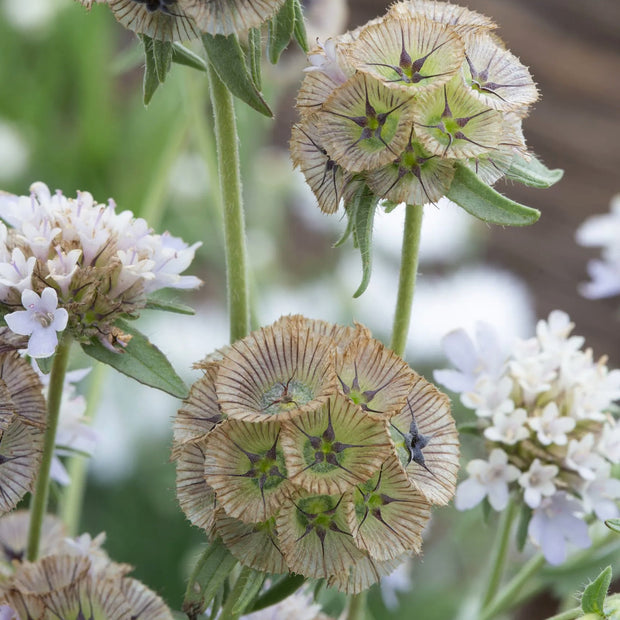 Scabiosa Paper Moon Seeds