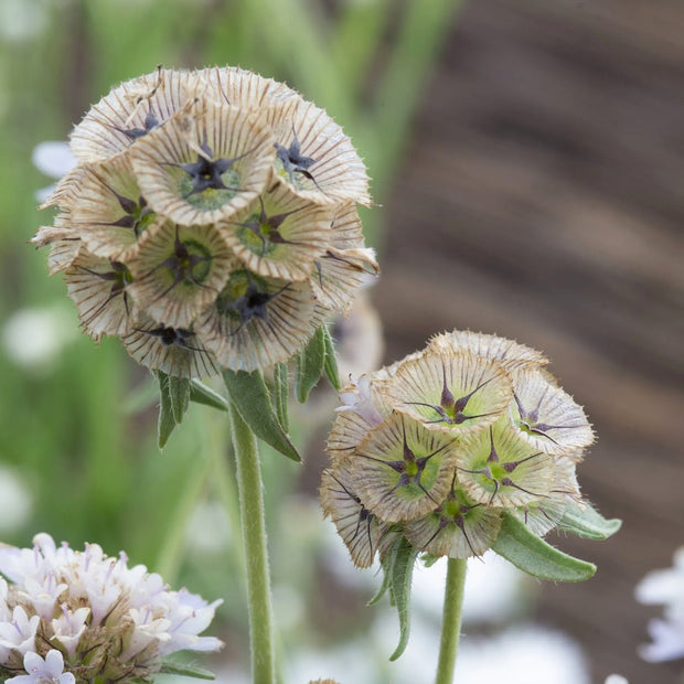 Scabiosa Seeds