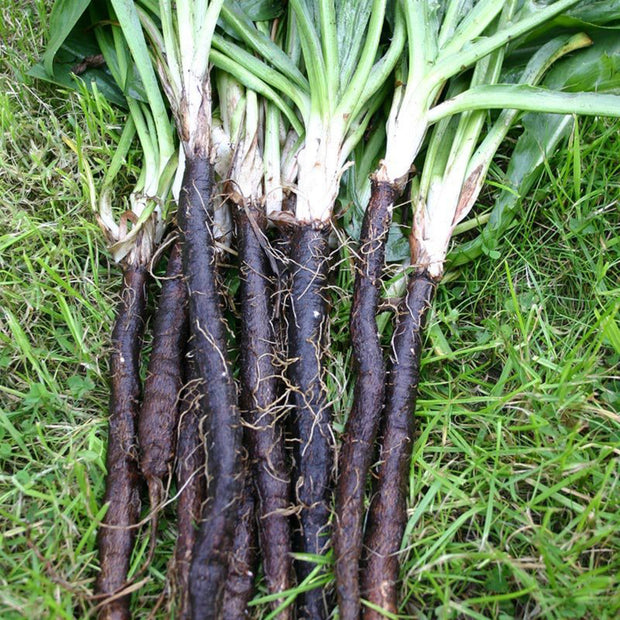 Scorzonera Black Salsify Bio Organic