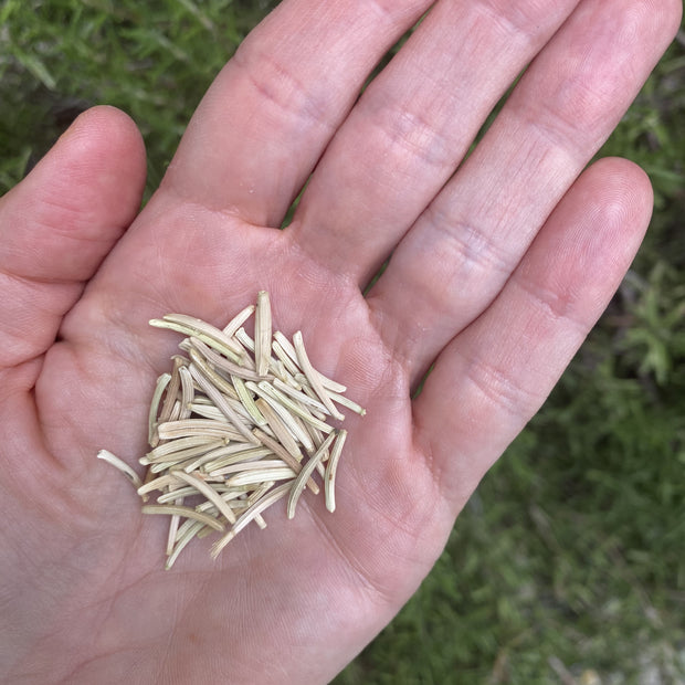 Scorzonera Black Salsify Seeds