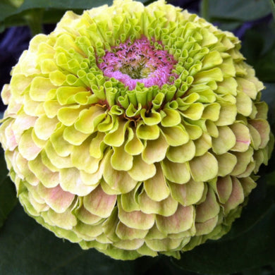 Zinnia Elegans Queen Lime Blotch