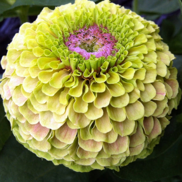 Zinnia Queen Lime Blotch