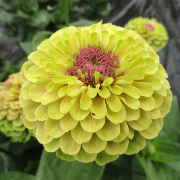 Zinnia Queen Lime Blotch Seed