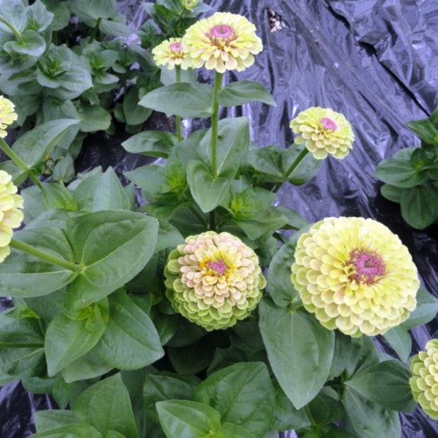 Zinnia Queen Lime Blotch