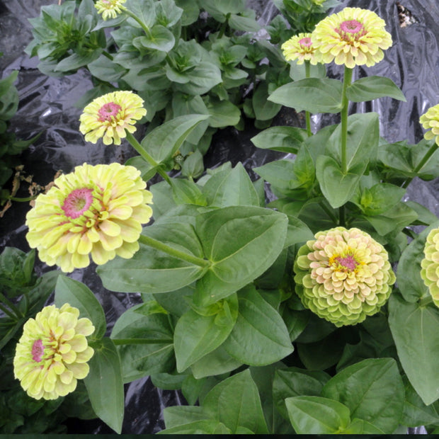  Queen Lime Blotch Zinnia Seeds