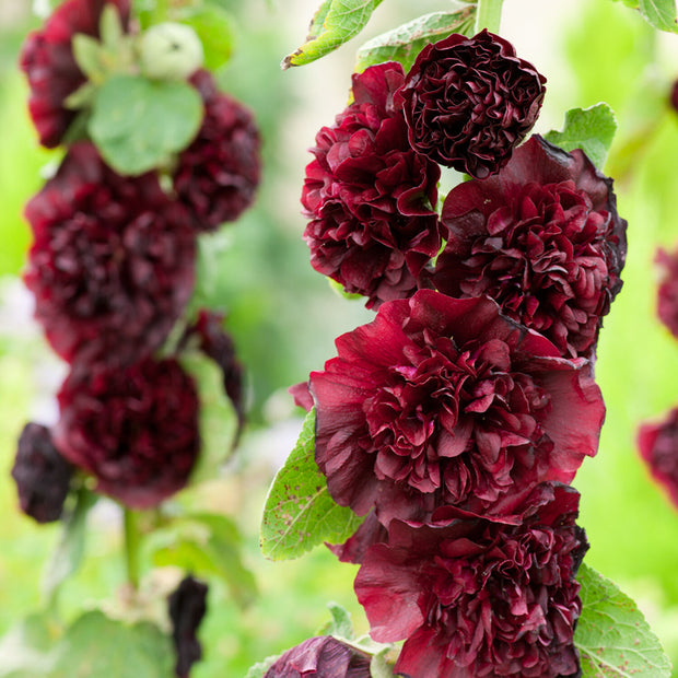 Hollyhock Chater's Maroon Seeds