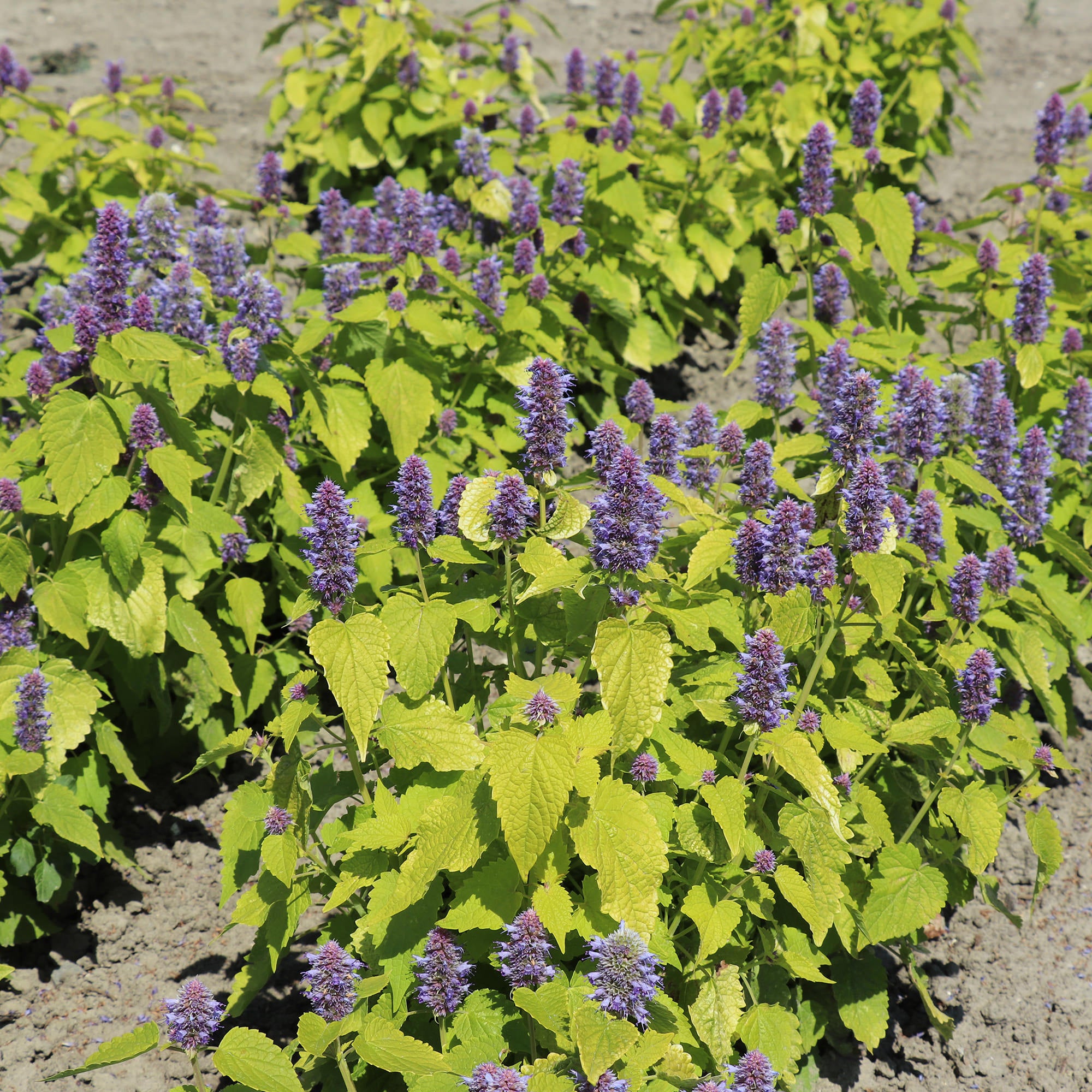 Agastache Golden Jubilee