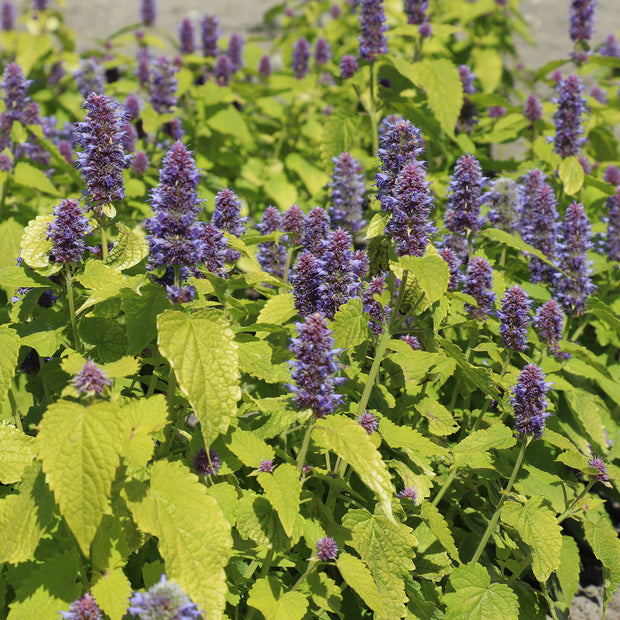 Flower Seeds Agastache Golden Jubilee