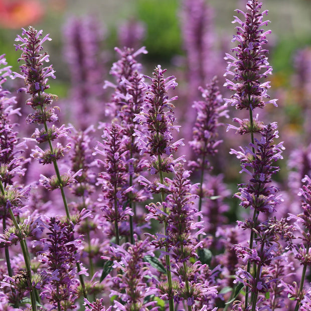 Grow Agastache pallidiflora 'Rose Mint'