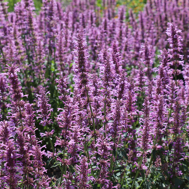 Fontana Seeds Agastache pallidiflora 'Rose Mint'