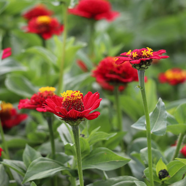 Red Zinnias Flowers Elegans Cresto!