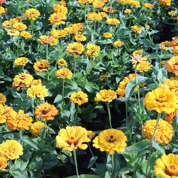 Zinnia Elegans Dahlia-Flowered Golden State