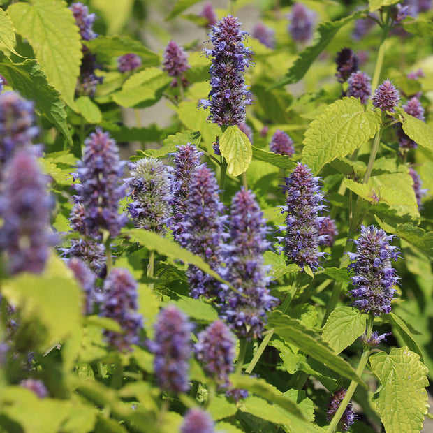 Buy Flower Seeds Agastache Golden Jubilee