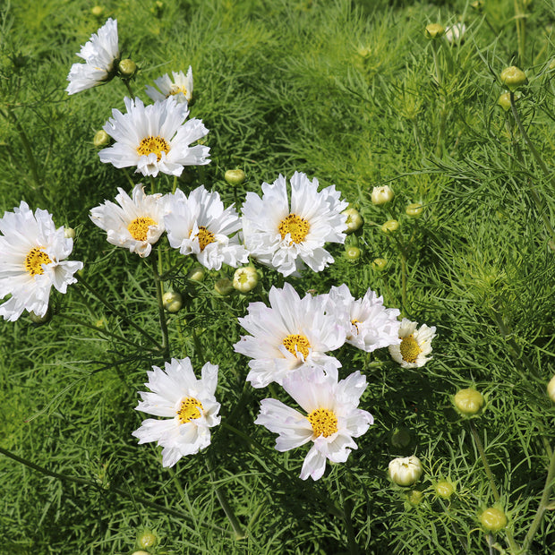 COSMOS BIPINNATUS DOUBLE DUTCH WHITE Fontana Seeds