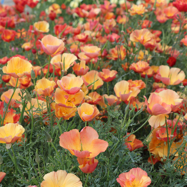 California Poppy Apricot Chiffon Seeds