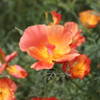 California Poppy Apricot Chiffon Seeds ThaiSilk