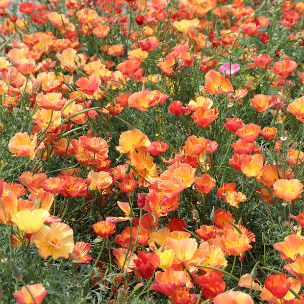 California Poppy Seeds Apricot Chiffon