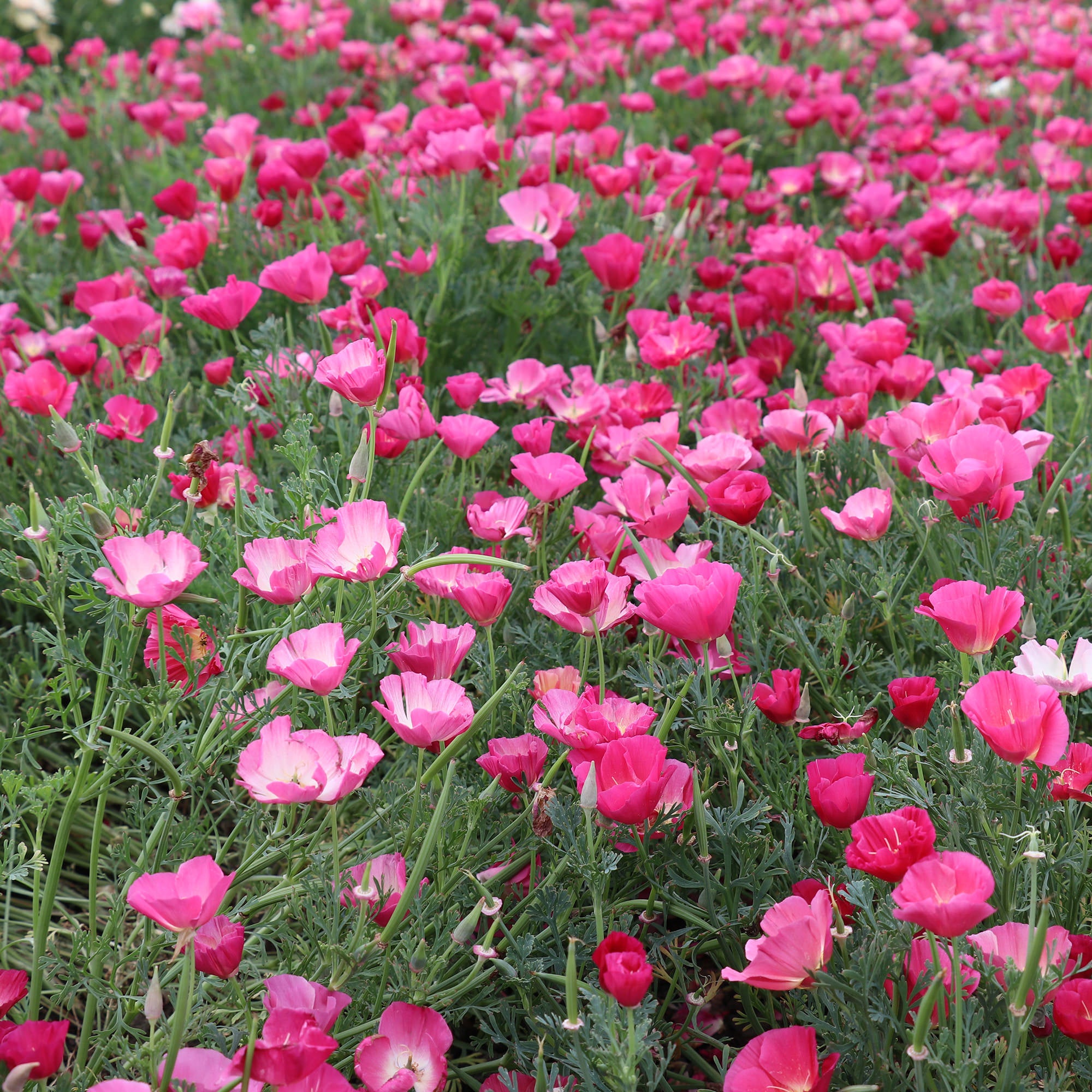 pink poppy flowers
