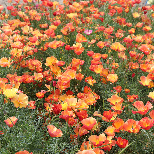 Kalifornischer Mohn-Aprikosen-Chiffon