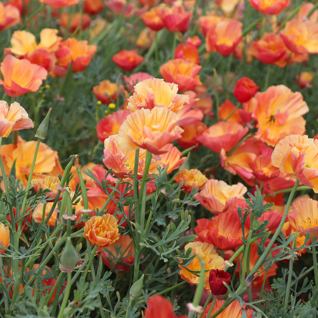 California Poppy Apricot Chiffon