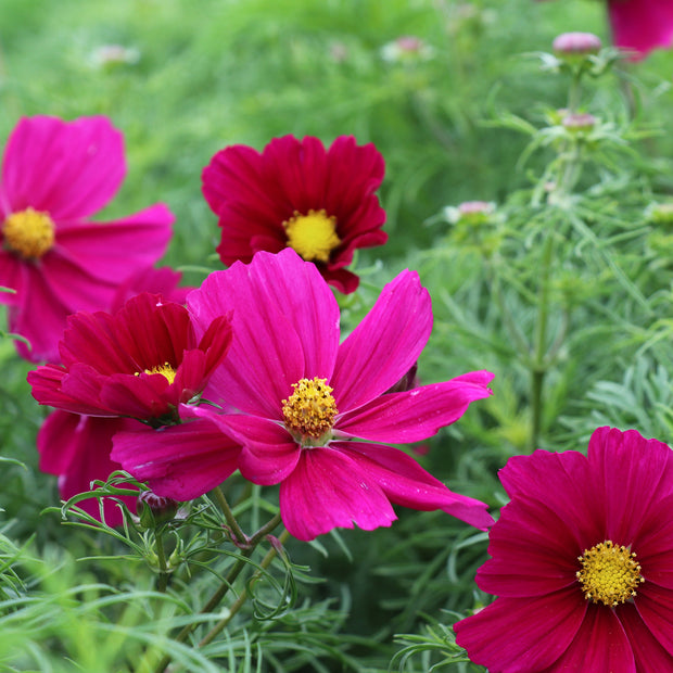 Cosmos Zuckerwatte Rot