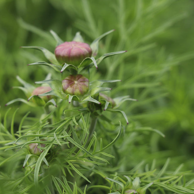 Red Cosmos Flower in bud