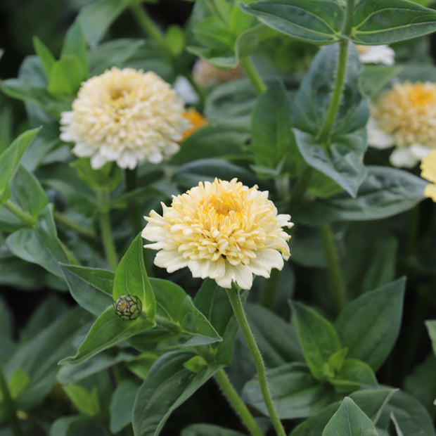 Zinnia Flower Seeds