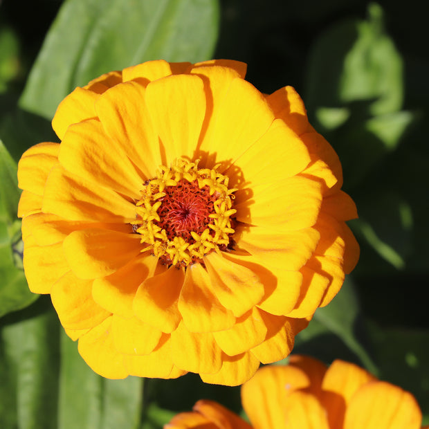 Zinnia Elegans Dahlia-Flowered Golden State