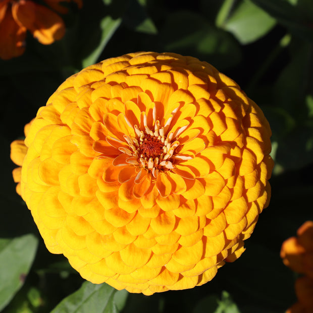 Zinnia Elegans Dahlia-Flowered Golden State