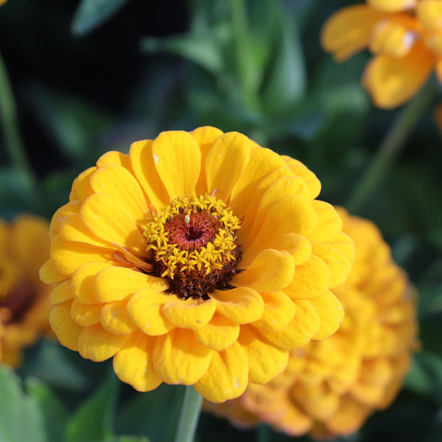 Zinnia Elegans Dahlia-Flowered Golden State