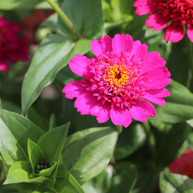 Zinnia Elegans Cresto Violet