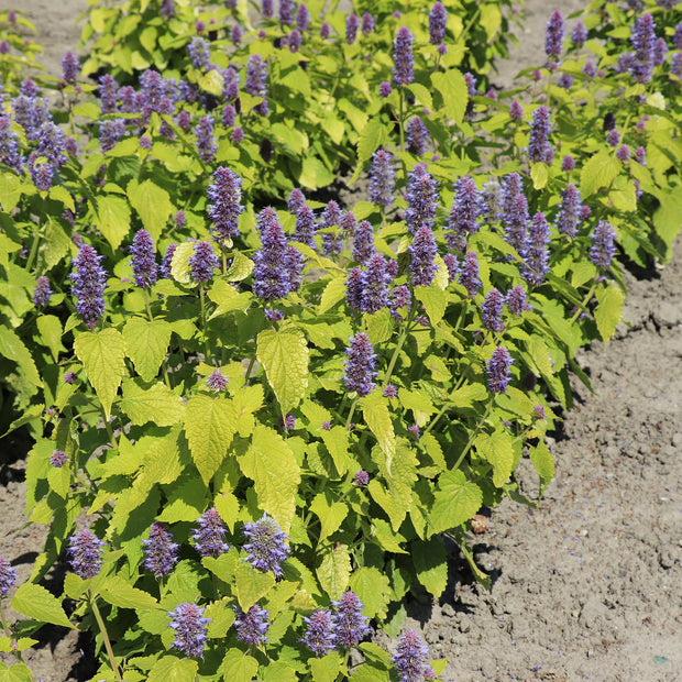 Agastache Golden Jubilee in bloom