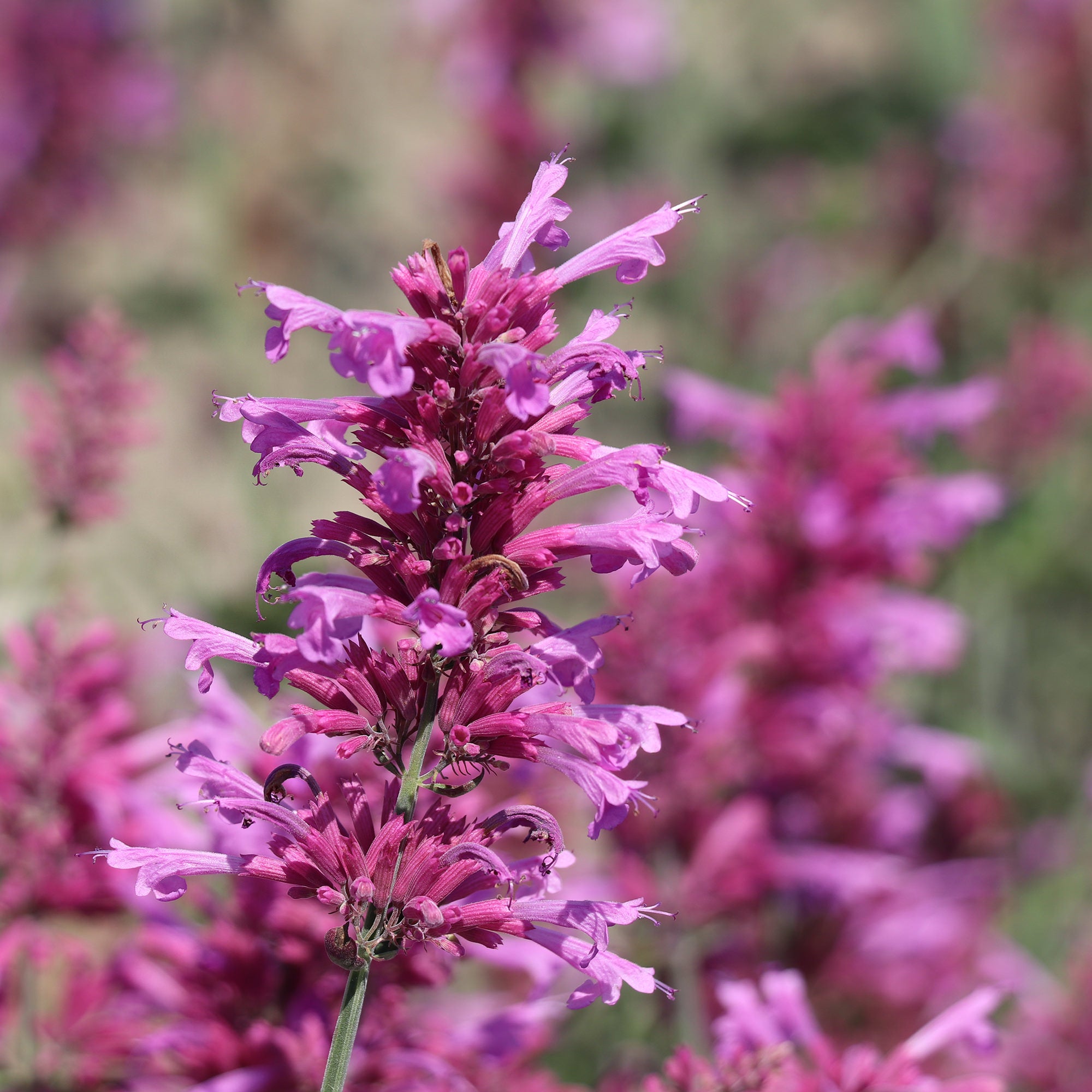 Agastache Heather Queen | Fontana Seeds